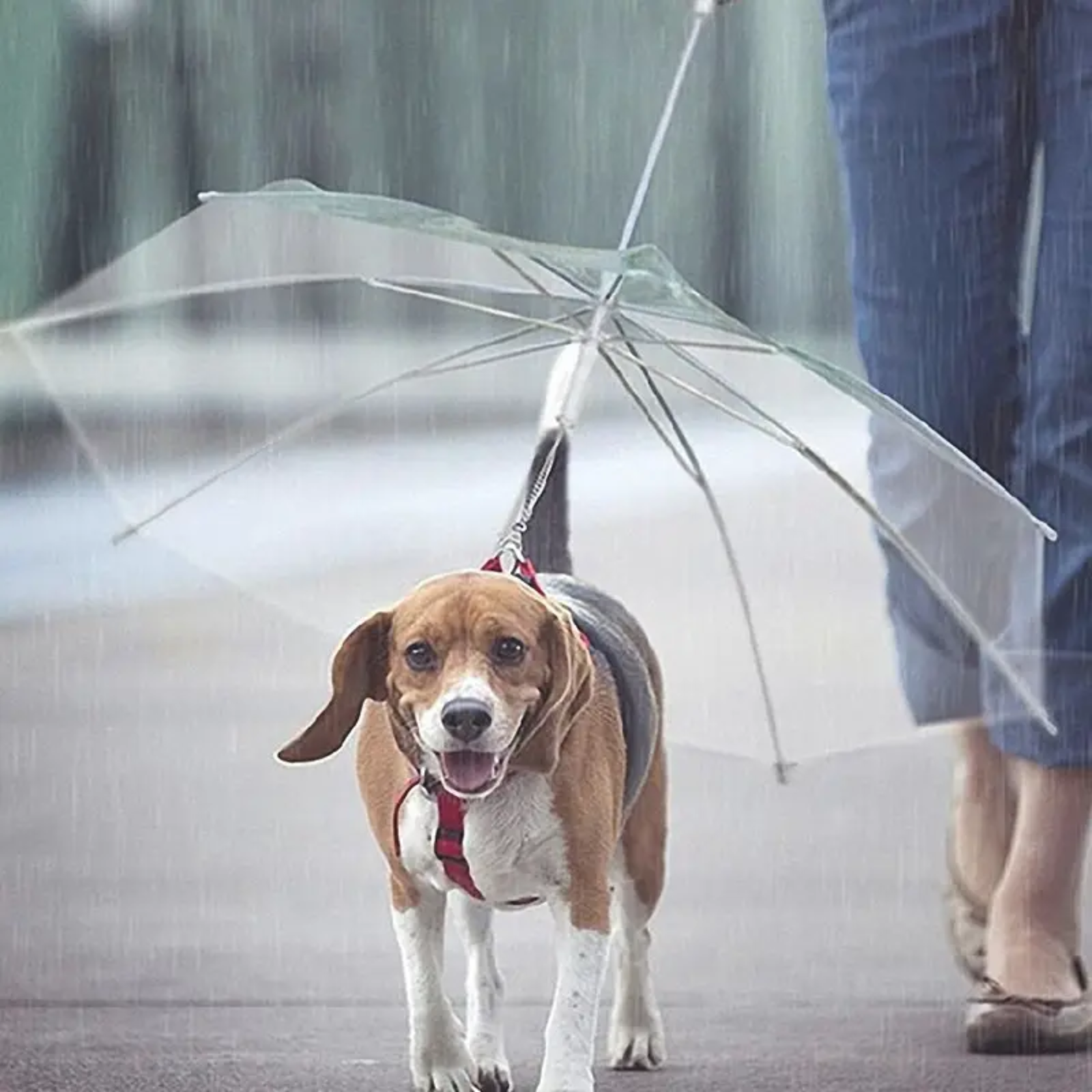 ICONIC PET UMBRELLA