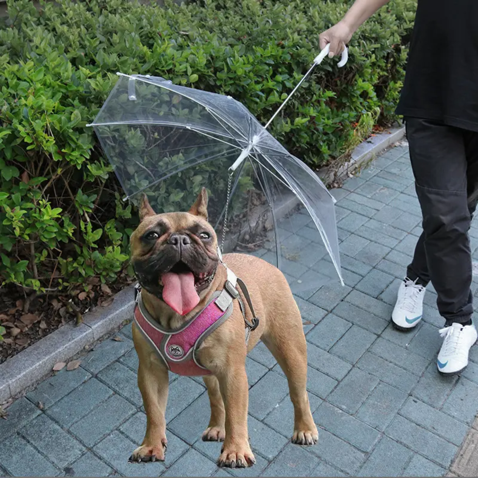 ICONIC PET UMBRELLA